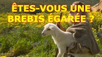 Êtes-vous une brebis égarée ?